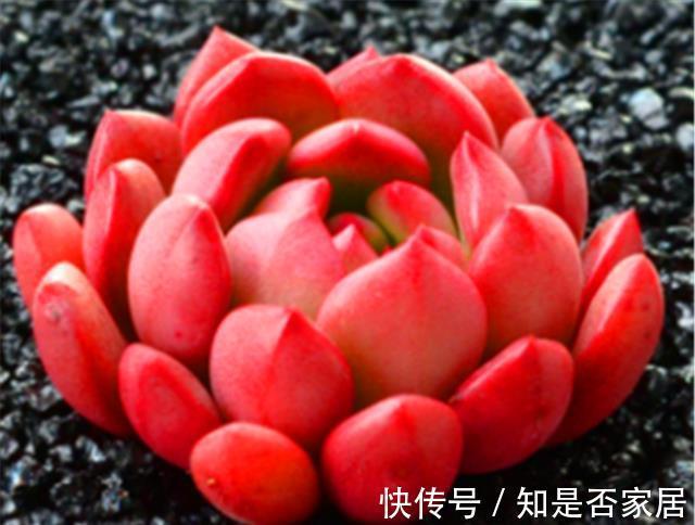 口诀|夏天养多肉红宝石,牢记3句口诀,不褪色叶子肥,火红喜庆颜色亮