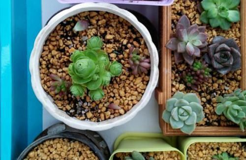 二九寒天，养多肉，想保命就得做到这“3多1少”