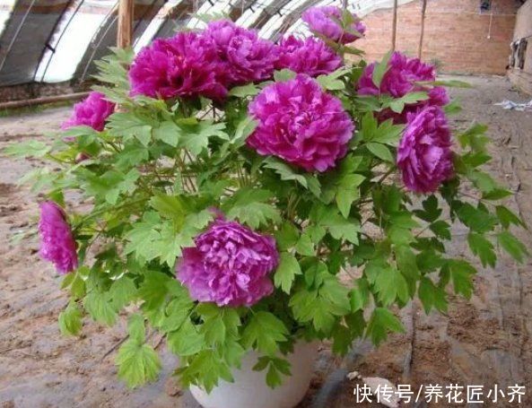 夏季|家中养着7种花，夏季不能换盆，换盆容易死掉，新手记牢了