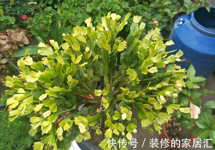 5种“漂亮花”，别随便晒太阳，晒得越多，开花越少，别弄反了