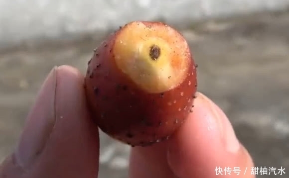 農村山上的這種野果子可以拿來泡酒，老農稱是“天下第一養生酒”