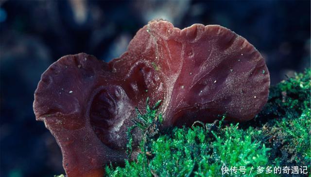 做法|木耳别再炒肉了,教你新做法,酥脆咸香,天天吃都不腻!