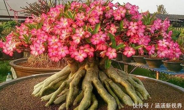 养花|养花浇水是个难题远离''4种水质'',花根不易腐烂化水