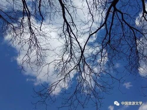 黄河大桥|冬天的树