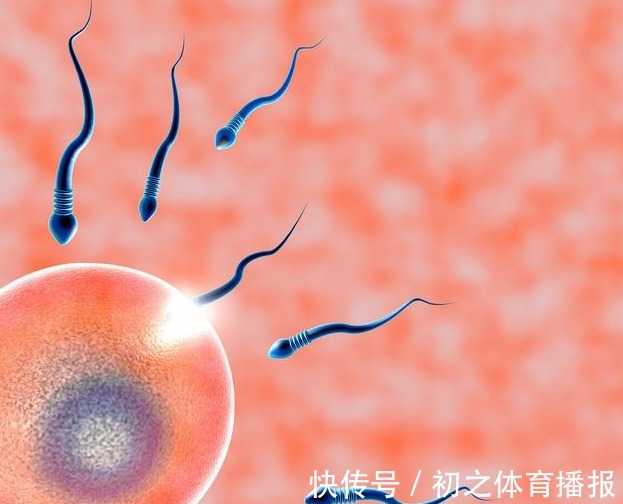 y染色体|胎儿性别是受精那一刻就决定了,还是后来才决定的?