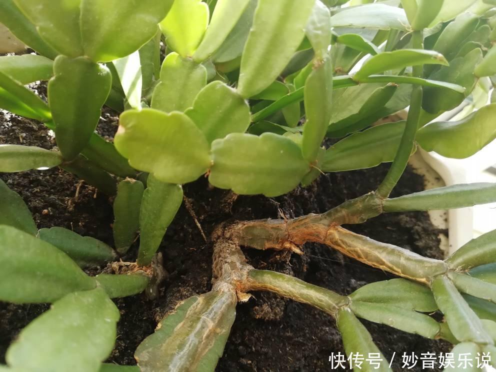 新叶|别让蟹爪兰开花了!想让叶子肥嘟嘟,长势好,现在就要这样养