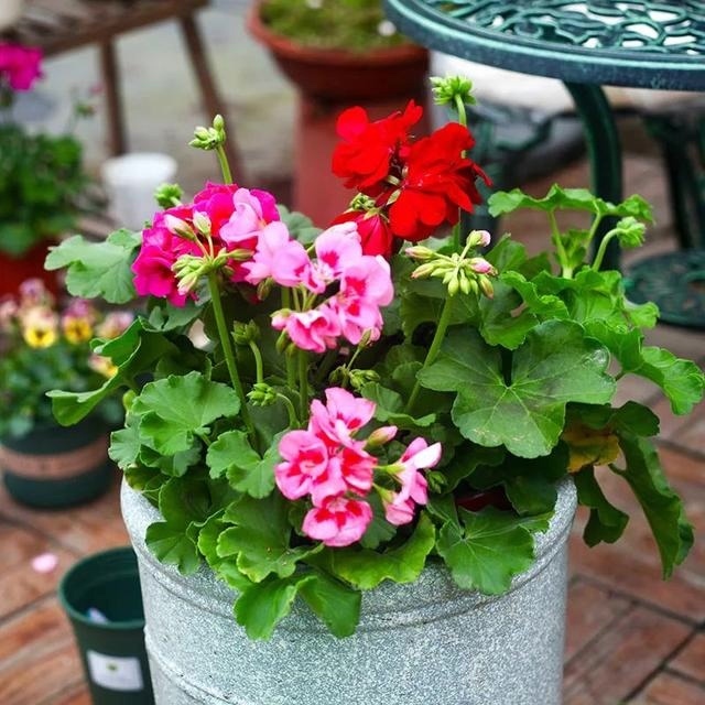 常见的20种有毒花草,有老人、小孩、宠物的家庭千万注意