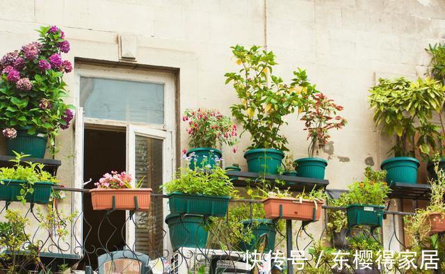 驱蚊草|家里的这些角落里,适合摆放哪些植物?建议收藏!
