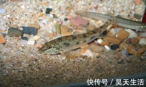 食用价值|农村这种鱼,儿时很多,钓鱼人见到就头大,如今却5元一条很稀罕