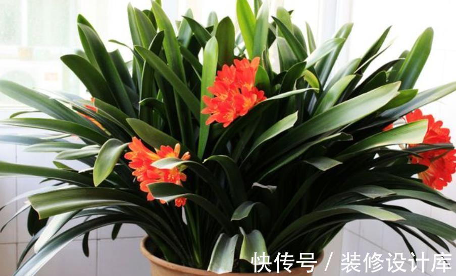 新叶|秋天养君子兰，教你喂勺“催叶水”，一次长2对叶子，开花更艳丽