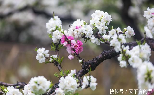 春雨碧桃花别样妖娆