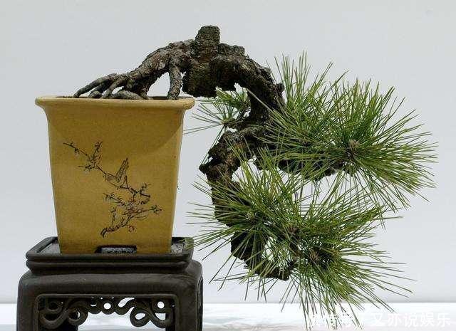 树桩盆景怎么提升价值试试促老催古,看上去古老苍劲