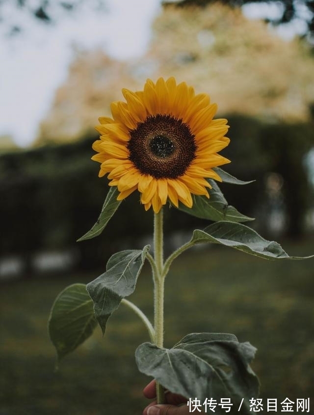 桃花|情陷难解，旧情复燃，心生爱意，旧情重燃，一生相守