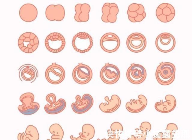 胎儿|怀孕1~40周，每周身体有何变化？送你一份“孕期清单表”！