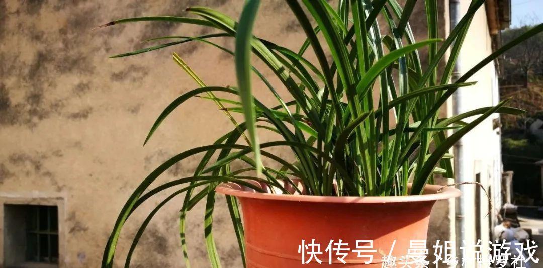 这样制作兰花植料,兰花不会烂根,花苞也更饱满