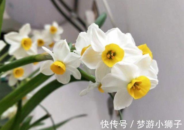 吉祥|农历十一月大雪过后，养什么花？家里养3种花，吉祥如意大富大贵