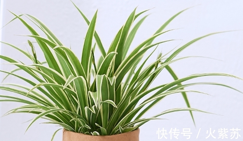 五种花耐阴性很好,天气凉爽也别暴晒,不然容易出问题