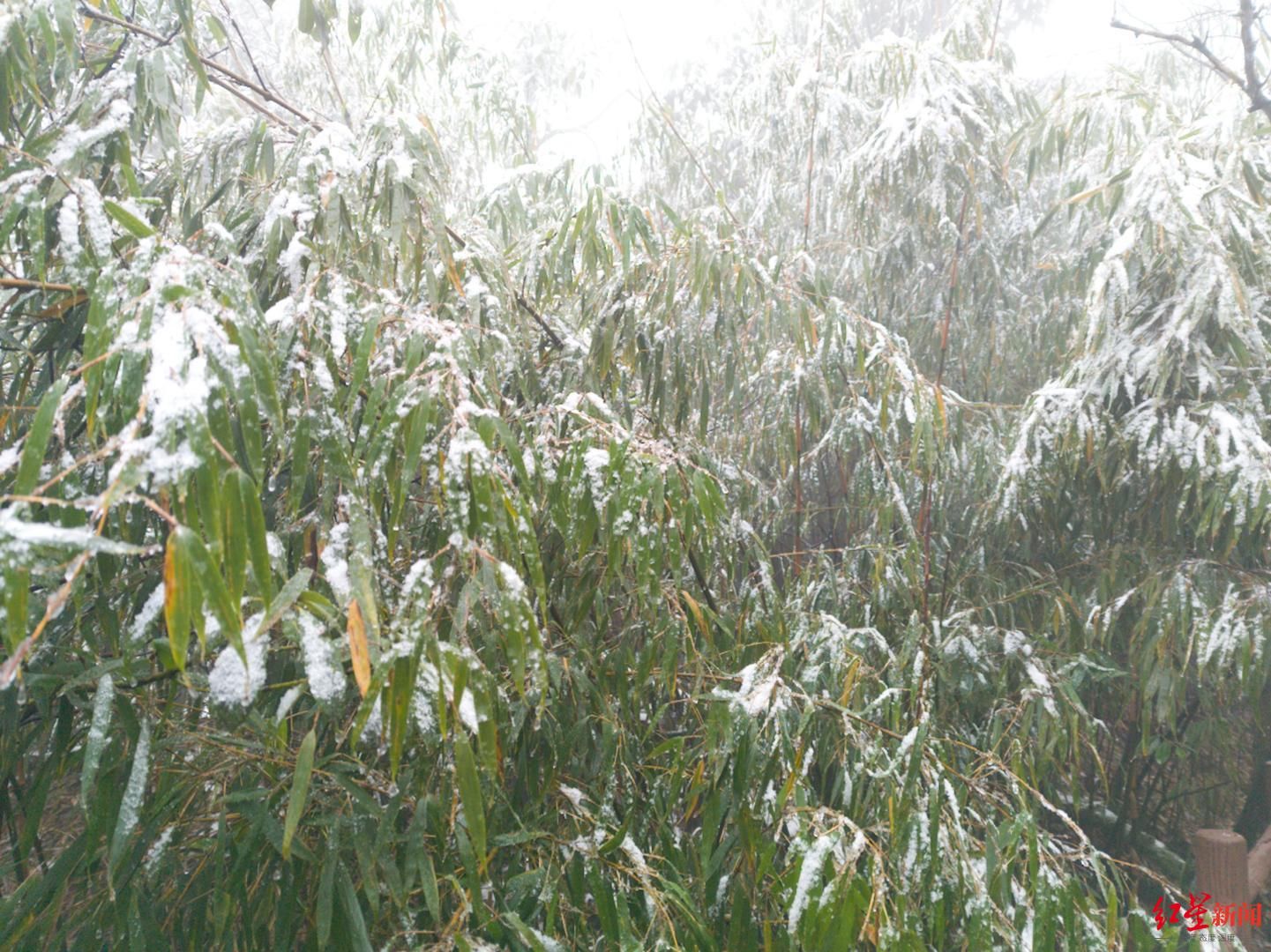 老君山|安排了！川南第一高峰老君山下雪了