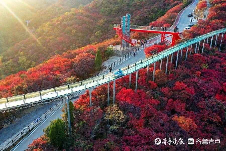 重阳节|柿岩红叶节周四将正式启幕！重阳遇红叶，红叶王国携快乐而来