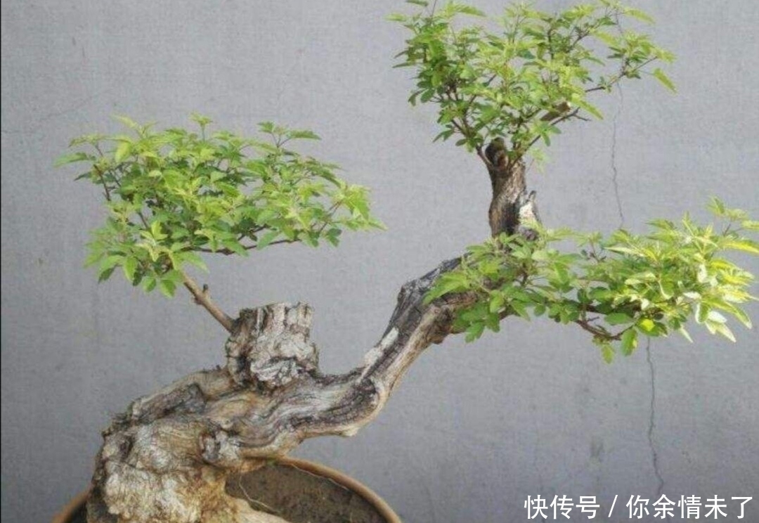 野外4种树,苍劲嶙峋,树姿优美,常被用来制作盆景