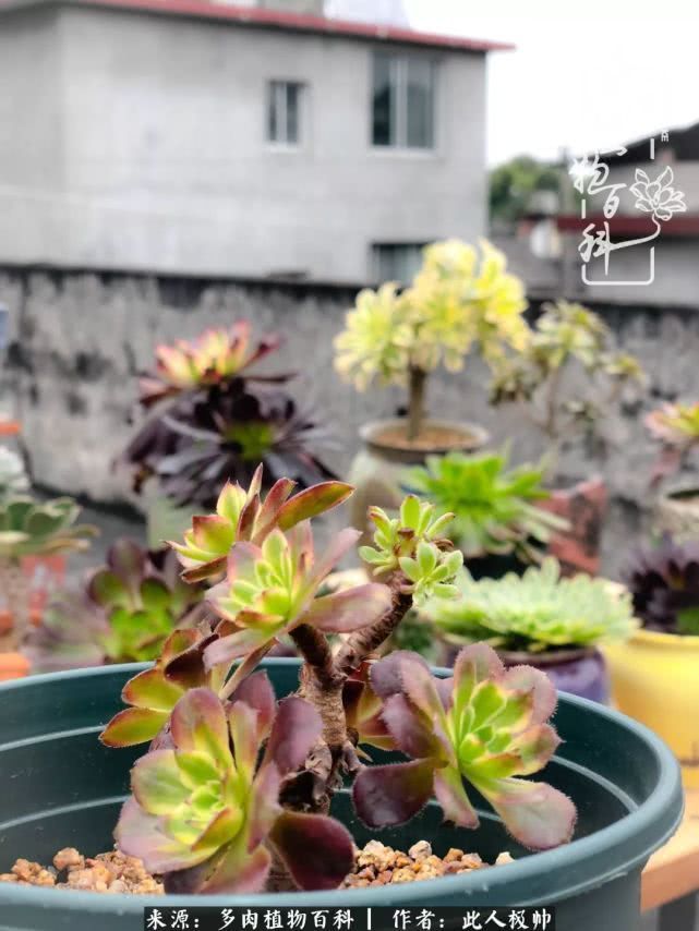 骄阳艳玫瑰，梦幻魔法师！独爱你的百媚千红！