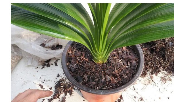 浇水|家里养君子兰,用以下方法,长的根深叶大,侧芽多,开花多!