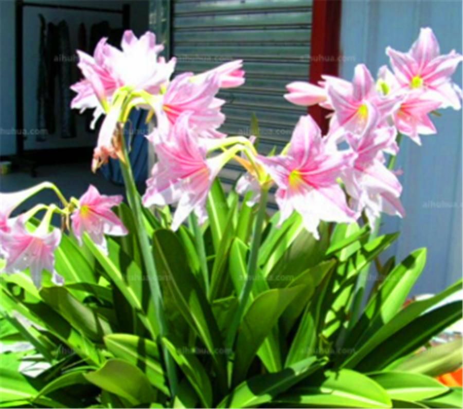 补充|朱顶红球根小开花难怎么办？4个季节分别处理，球根茁壮花开爆盆