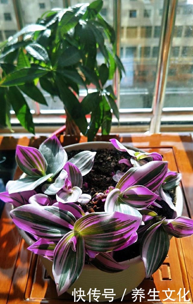 最近超火的两种吊兰,一个叫婚礼一个叫油画,叶子漂亮仙气飘飘!