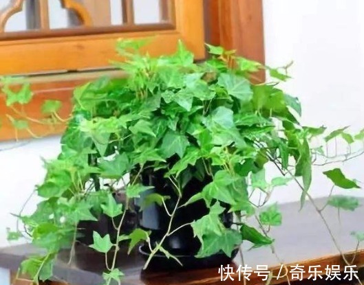 叶片|6种花适合吊起来养,窗前挂几盆,比窗帘都好看,而且非常好养