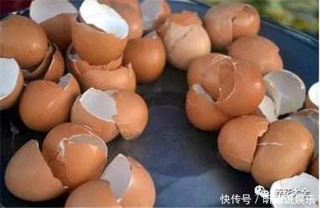 4种垃圾不会分类别担心，埋在花盆底，叶子绿得直滴油！