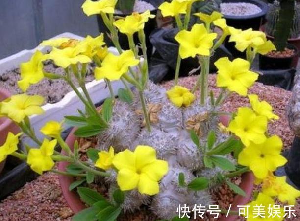 什么状态的多肉需要趁早换盆碰上4种情况,早动手早受益