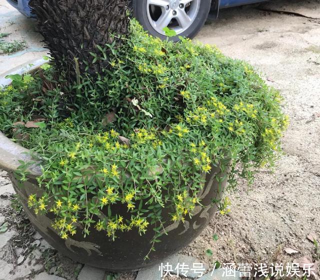 真正的花坚强,墙缝、地缝都能长,开花特别旺!