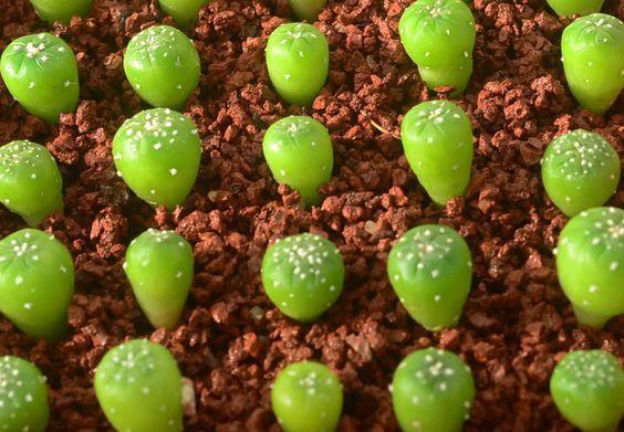 肉友不知道的多肉小苗养护方法