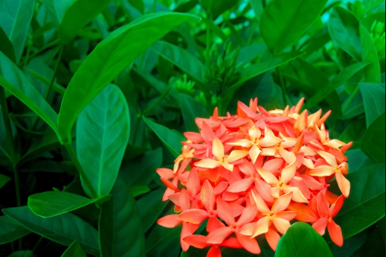 3种象征“财富与幸运”的植物,好养易成活,新手也喜欢