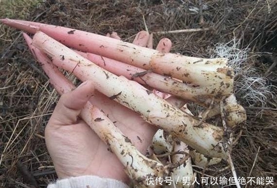 藏在杂草堆的“红色塔尖”,曾是农村人的鲜味独享,很多人没见过