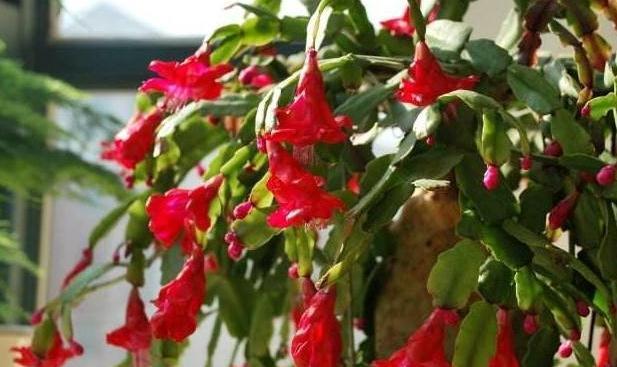 3种花一定不能饿着,学会此样做,开花一茬接一茬