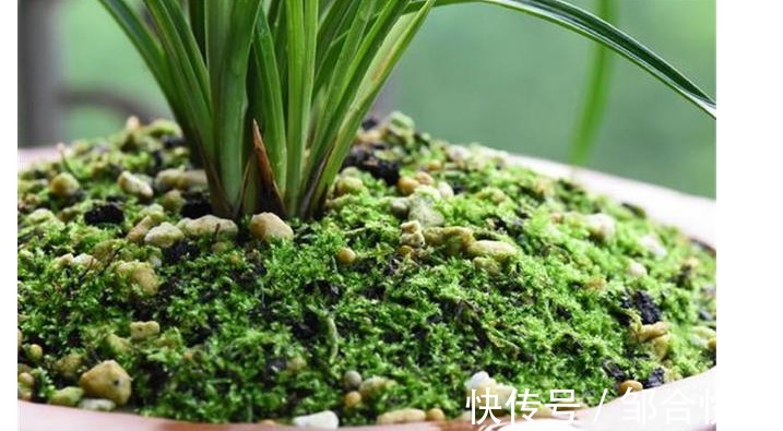 兰花也爱美，保湿工作做得好，兰花长得娇又俏，值得一试。