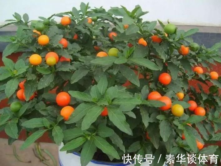 家养3种花，旺家又旺财，福气满满，红红火火送吉祥！