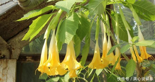 被列入黑名单的花,再便宜也不要!买花需要注意的几个情况