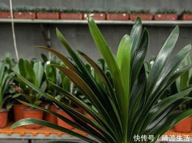 观赏价值|这“3”种花，放在家中最“保值”，养上数10年，几万都不卖