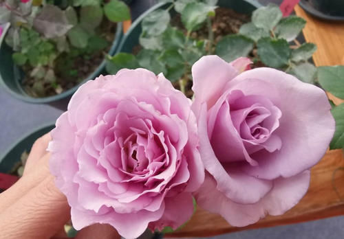 婆婆别的花不爱,只养月季花,精挑细选了5个品种,个顶个的经典