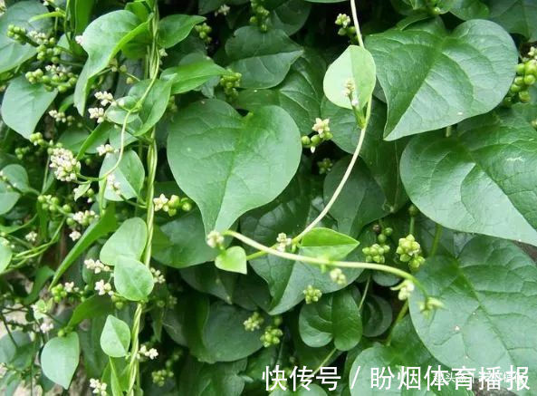 抗癌|乡下一种纯天然的野菜,常吃可以补肾、抗癌防衰老,食用价值高