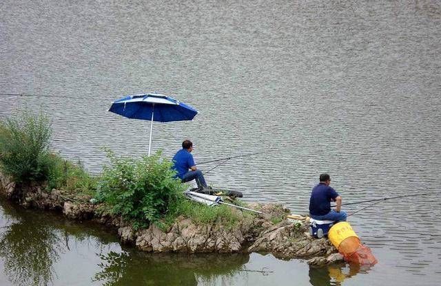 用这种饮料做窝饵,夏钓草鱼效果超棒