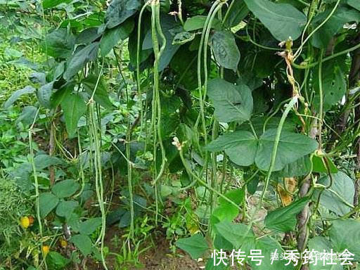 豆角|豇豆角现在正便宜,简单处理一下,留着冬天吃,炖肉蒸包子少不了
