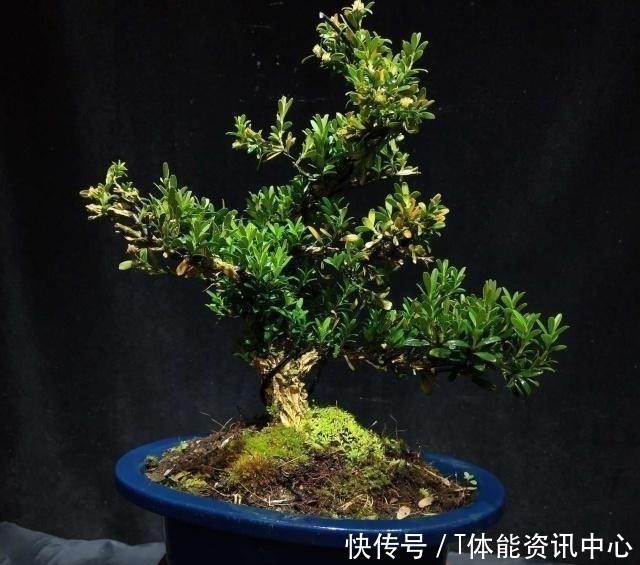 小老桩|日本盆景源自中国,其盆景艺术发展迅猛,将盆景艺术推向全世界!