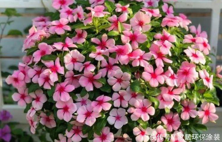 最有仙气的4种花,福旺运旺财更旺,财运爆发,事业风生水起