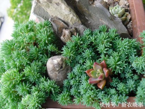 农村|4种多肉，靠天吃饭，农村房顶上也能活，一盆能养20年