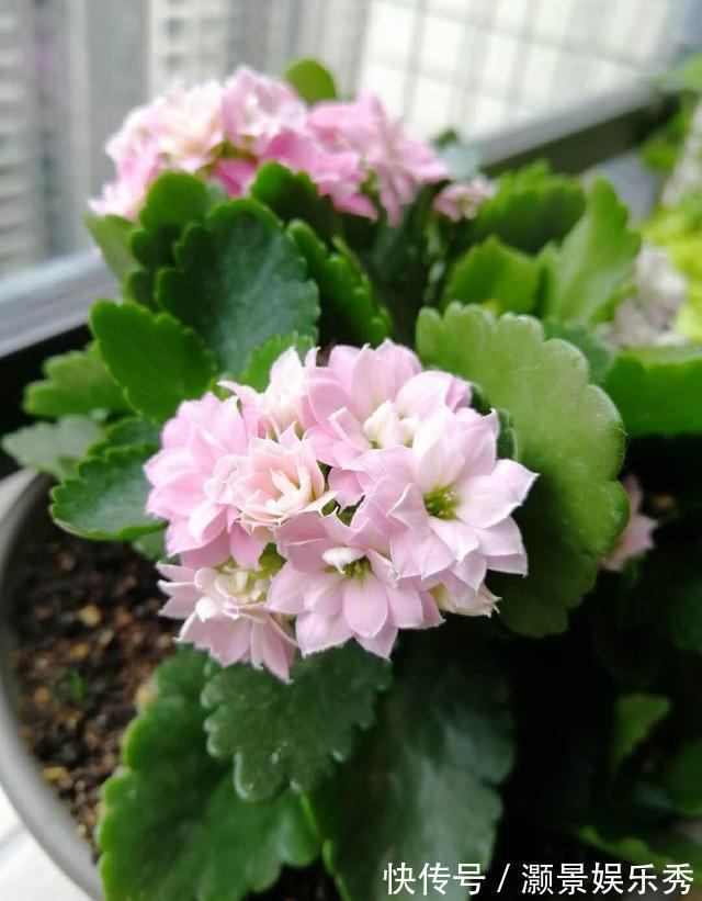 休眠|6种花淋雨就会“烂”,下雨最好放屋里,别忽视