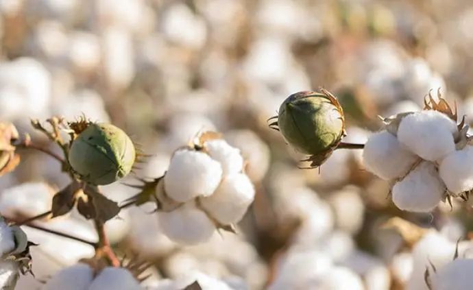 妙用|老中医盘点8味民间草药,8种顶级妙用,治自汗、盗汗有奇效!