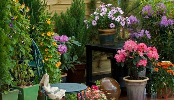 茉莉花|6种北方不适合养的花卉,技术不到位容易死,非高手就不要考虑了